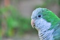 Monk parakeet Quaker parrot Royalty Free Stock Photo