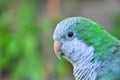 A Monk parakeet Quaker parrot Royalty Free Stock Photo