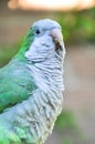 Monk parakeet Quaker parrot Myiopsitta monachus