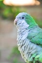 Monk parakeet Quaker parrot Myiopsitta monachus Royalty Free Stock Photo