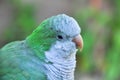 Monk parakeet Quaker parrot Myiopsitta monachus