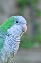 Monk parakeet Quaker parrot Myiopsitta monachus