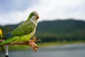 Monk parakeet or Quaker parrot Royalty Free Stock Photo