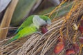 Monk parakeet, quaker parrot, on a tree branch in Malaga, Andalusia in Spain Royalty Free Stock Photo