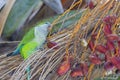 Monk parakeet, quaker parrot, on a tree branch in Malaga, Andalusia in Spain Royalty Free Stock Photo