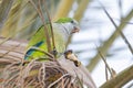 Monk parakeet, quaker parrot, on a tree branch in Malaga, Andalusia in Spain Royalty Free Stock Photo