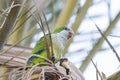 Monk parakeet, quaker parrot, on a tree branch in Malaga, Andalusia in Spain Royalty Free Stock Photo