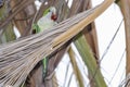 Monk parakeet, quaker parrot, on a tree branch in Malaga, Andalusia in Spain Royalty Free Stock Photo