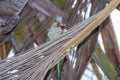 Monk parakeet, quaker parrot, on a tree branch in Malaga, Andalusia in Spain Royalty Free Stock Photo