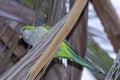 Monk parakeet, quaker parrot, on a tree branch in Malaga, Andalusia in Spain Royalty Free Stock Photo