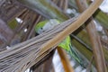 Monk parakeet, quaker parrot, on a tree branch in Malaga, Andalusia in Spain Royalty Free Stock Photo