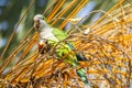 Monk parakeet, quaker parrot, on a tree branch in Malaga, Andalusia in Spain Royalty Free Stock Photo