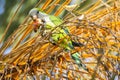 Monk parakeet, quaker parrot, on a tree branch in Malaga, Andalusia in Spain Royalty Free Stock Photo