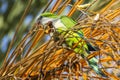 Monk parakeet, quaker parrot, on a tree branch in Malaga, Andalusia in Spain Royalty Free Stock Photo