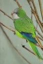 Monk parakeet Royalty Free Stock Photo