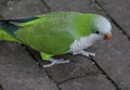 Monk parakeet