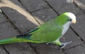 Monk parakeet