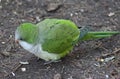 Monk parakeet