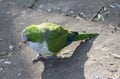 Monk parakeet