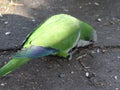 Monk parakeet