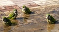 Monk Parakeet in Torremolinos Spain Royalty Free Stock Photo