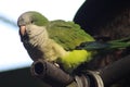 Monk parakeet