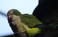 Monk parakeet