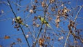 Monk parakeet - wild green parrots on Chestnut tree in the winter Royalty Free Stock Photo