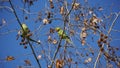 Monk parakeet - wild green parrots on Chestnut tree in the winter Royalty Free Stock Photo