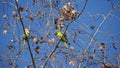 Monk parakeet - wild green parrots on Chestnut tree in the winter Royalty Free Stock Photo