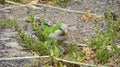 Monk Parakeet & x28;Myiopsitta monachus& x29; in the Canary Islands