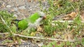 Monk Parakeet (Myiopsitta monachus) in the Canary Islands