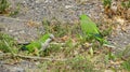 Monk Parakeet (Myiopsitta monachus) in the Canary Islands