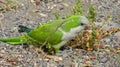 Monk Parakeet (Myiopsitta monachus) in the Canary Islands