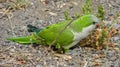 Monk Parakeet (Myiopsitta monachus) in the Canary Islands