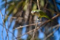 monk parakeet (myiopsitta monachus), or quaker parrot, cutting a branch Royalty Free Stock Photo