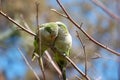 Monk Parakeets, Myiopsitta monachus Royalty Free Stock Photo