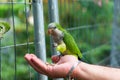 Monk parakeets (Quaker parrot) eat from hands