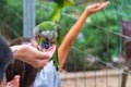 Monk parakeets (Quaker parrot) eat from hands