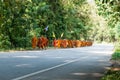 Monk on pilgrimage, Thailand Royalty Free Stock Photo
