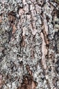 Hypogymnia physodes lichen growing on fir tree trunk Royalty Free Stock Photo