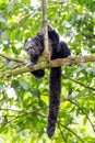 Monk Saki Monkey and Tail