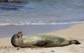 Monk Seal