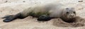 Monk Seal