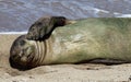 Monk Seal