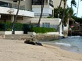 Monk Seal and Baby Basking in the sun on Kaimana Beach