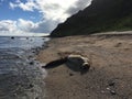 Monk Seal with Baby at Milolii Beach at NaPali Coast on Kauai Island in Hawaii. Royalty Free Stock Photo