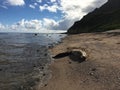 Monk Seal with Baby at Milolii Beach at NaPali Coast on Kauai Island in Hawaii. Royalty Free Stock Photo