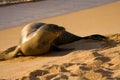 Monk Seal on Beach