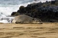 Monk Seal on beach of Kauai